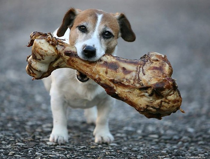 можно ли собаке давать кости