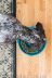 Outward Hound Миска-лабиринт для собак, бирюзовая