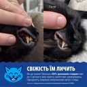 SynergyLabs (Синерджи Лабс) Dental Fresh Original For Cats - Жидкость от зубного налета и запаха из пасти кошек