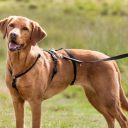 Trixie (Трикси) - Шлея для собак черный L-XL,75-100 см х 25 мм