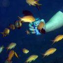 JBL (ДжиБиЭль) GranaDiscus - Основной корм премиум-класса в форме гранул для дискусов