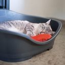 Stefanplast (Стефанпласт) Sleeper 4 - Пластиковый лежак для собак и котов