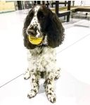 SodaPup (Сода Пап) Gear Ball – Жевательная игрушка Мяч из суперпрочного материала для собак