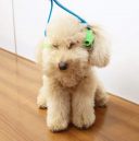 DoggyMan (ДоггиМен) Dog Massager - Массажер для собак роликовый