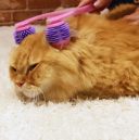 CattyMan (КэттиМен) Cat Massager - Массажер для котов роликовый