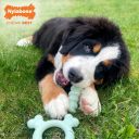 Nylabone Gourmet Puppy Chew Tactile Ring Chicken S -  Жевательная игрушка для щенков со вкусом курицы