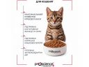 ProScience (ПроСайенс) Healthy Growth Kitten Lamb - Сухой корм для котят (ягненок)