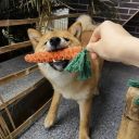 Игрушка жевательная для собак из каната в виде Морковки