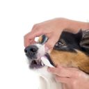 Beaphar (Беафар) Toothpaste - Набор: зубная паста + зубная щетка для собак и кошек