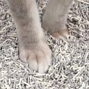 CattyMan (КэттиМен) Mixed Cat Litter Микс тофу - Наполнитель для кошачьего туалета, бентонит, активированный уголь