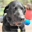 SodaPup (Сода Пап) Chew Bone Treat Dispenser – Жевательная игрушка Трубка для собак