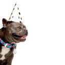 Collar (Коллар) ультразвуковой отпугиватель клещей и блох для собак