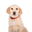 Collar (Коллар) ультразвуковой отпугиватель клещей и блох для собак