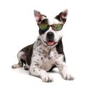 Collar (Коллар) ультразвуковой отпугиватель клещей и блох для собак