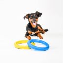Collar (Коллар) Puller Mini Colors of freedom - Тренировочный снаряд для собак, 2 кольца