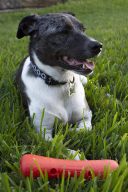 Dexas (Дексас) Off-Leash Tumbler Гантель с карабином для собак