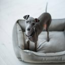 Harley & Cho (Харли энд Чо) Dreamer Gray Velour лежак для кошек и собак (серый)