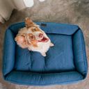 Harley & Cho (Харли энд Чо) Sofa Denim лежак для собак (синий)