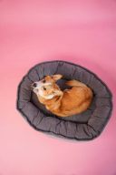 Harley & Cho (Харли энд Чо) Donut Grey овальный лежак для собак (серый)