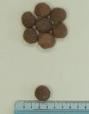 ENOVA (Энова) Adult Large Breed - Сухой корм для взрослых собак больших пород (курица)