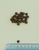 ENOVA (Энова) Adult Mini Chicken&Rice - Сухой корм для взрослых собак мелких пород (курица)