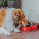 Ferplast (Ферпласт) Azimut автопоилка-кормушка для собак и котов