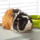 Ferplast (Ферпласт) Cage Casita 80 White клетка для кролика в индивидуальной упаковке, 78x48x50 см (белый металл)