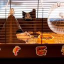 Ferplast (Ферпласт) Cage Criceti 9 Pirates Black клетка для хомяка, 46x29,5x23 см (черный металл)