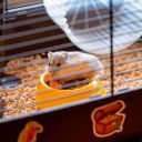 Ferplast (Ферпласт) Cage Criceti 9 Pirates Black клетка для хомяка, 46x29,5x23 см (черный металл)