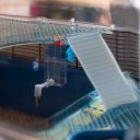 Ferplast (Ферпласт) Cage Duna Fun Large клітка для хом'яка з дахом, що відкривається, 71,5x46x41 см