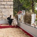 Ferplast (Ферпласт) Cage Krolik 160 клетка для кролика, 162x60x50 см