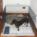 Ferplast (Ферпласт) Cage Pen Black Dog Training загон для маленьких собак и щенков, 80х80х62 см (черный)
