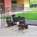 Ferplast (Ферпласт) Cage Pen Black Dog Training загон для маленьких собак и щенков, 80х80х62 см (черный)