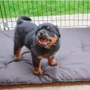 Ferplast (Ферпласт) Cage Pen Black Dog Training загон для маленьких собак и щенков, 80х80х62 см (черный)