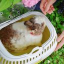 Ferplast (Ферпласт) Carrier Aladino Large переноска для мелких животных, 36x26x23 см