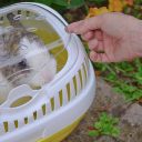 Ferplast (Ферпласт) Carrier Aladino Large переноска для мелких животных, 36x26x23 см