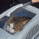 Ferplast (Ферпласт) Carrier Atlas Delux 10 Open переноска для собак и котов до 5 кг IATA, 50,7x34x30 см