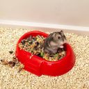 Ferplast (Ферпласт) Cage Maxi Duna Multy клетка для средних грызунов с открывающейся крышей, 99x51,5x36 см