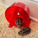 Ferplast (Ферпласт) Cage Maxi Duna Multy клетка для средних грызунов с открывающейся крышей, 99x51,5x36 см