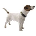 Ferplast (Ферпласт) Night Collar C ошейник светящийся для собак