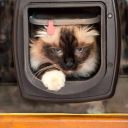 Ferplast (Ферпласт) Swing Microchip White двери врезные для собак и кошек (белый)