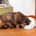 Ferplast (Ферпласт) Vega Sanitize фонтан-поилка для кошек и мелких собак, 2 л