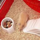 Ferplast (Ферпласт) Cage Coney Island White клетка для хомяка, 50x35x25 см (белый металл)