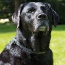 Beaphar (Беафар) Flea &Tick collar for Dog Ошейник от блох и клещей для собак крупных пород, 85 см