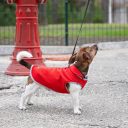 Pet Fashion (Пет Фешн) FLEECY - Жилет для собак красно/серый