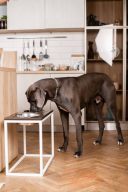 Harley & Cho (Харли энд Чо) Dinner Brown wood + White миски на подставке для собак