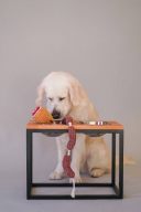 Harley & Cho (Харли энд Чо) Dinner Natural wood + Black миски на подставке для собак