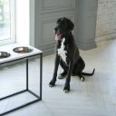 Harley & Cho (Харли энд Чо) Dinner White wood + Black миски на подставке для собак