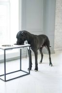 Harley & Cho (Харли энд Чо) Dinner White wood + Black миски на подставке для собак