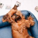 Harley & Cho (Харли энд Чо) Dreamer Denim лежак для собак и кошек (синий)